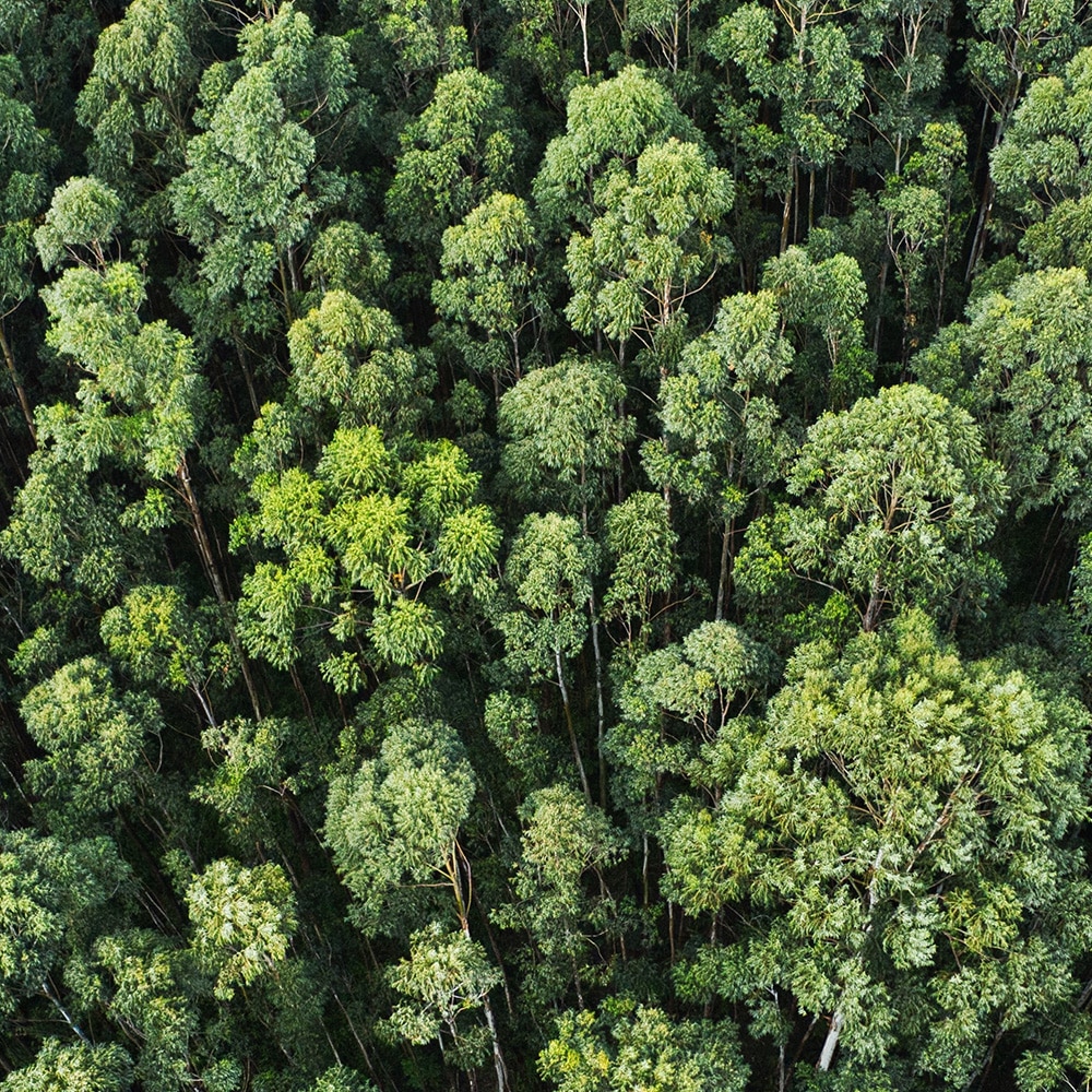 Overhead aerial shot of a thick forest with beautiful trees and greenery Aerial view of a dense green forest canopy with tall trees, seen from above.